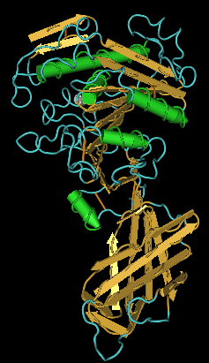 Lipase Enzyme