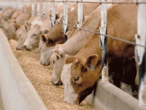 Animal Feed Enzymes – BriskBio Science